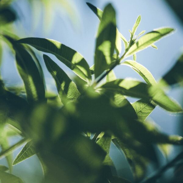 Gel Doccia L'Occitane En Provence VERBENA 500 ml