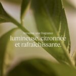 Profumo Unisex L'Occitane En Provence VERBENA Verbena 100 ml