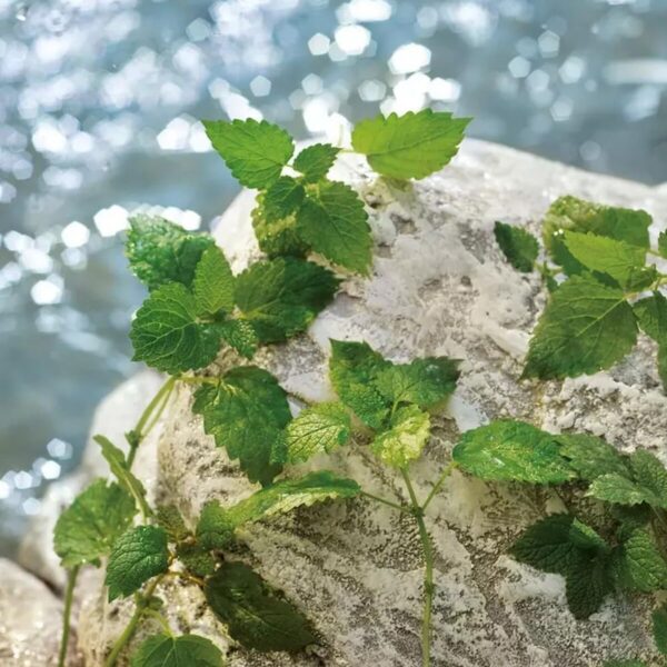 Profumo Uomo D&G LIGHT BLUE POUR HOMME EDT 200 ml