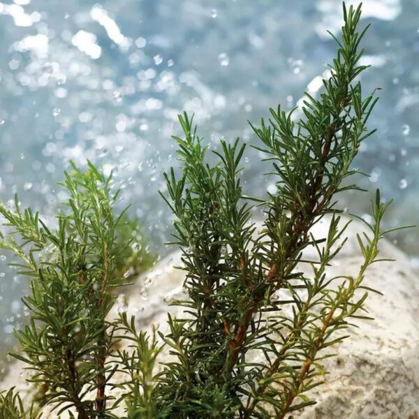 Profumo Uomo D&G LIGHT BLUE POUR HOMME EDT 200 ml